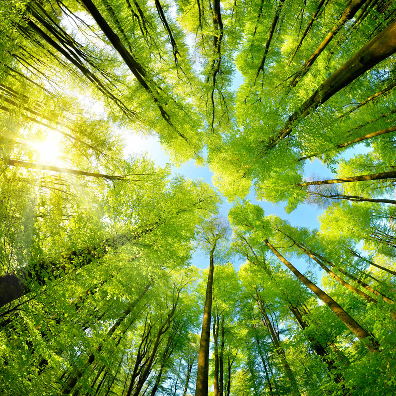 Vue du ciel dans une forêt