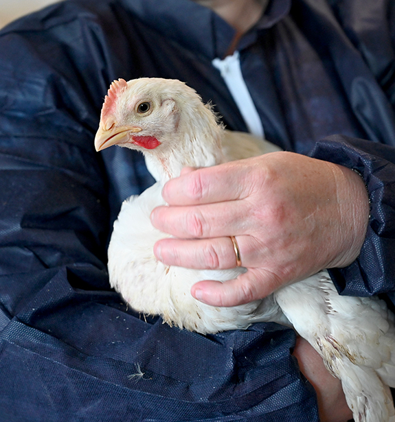 Une poule dans les bras d'un éleveur