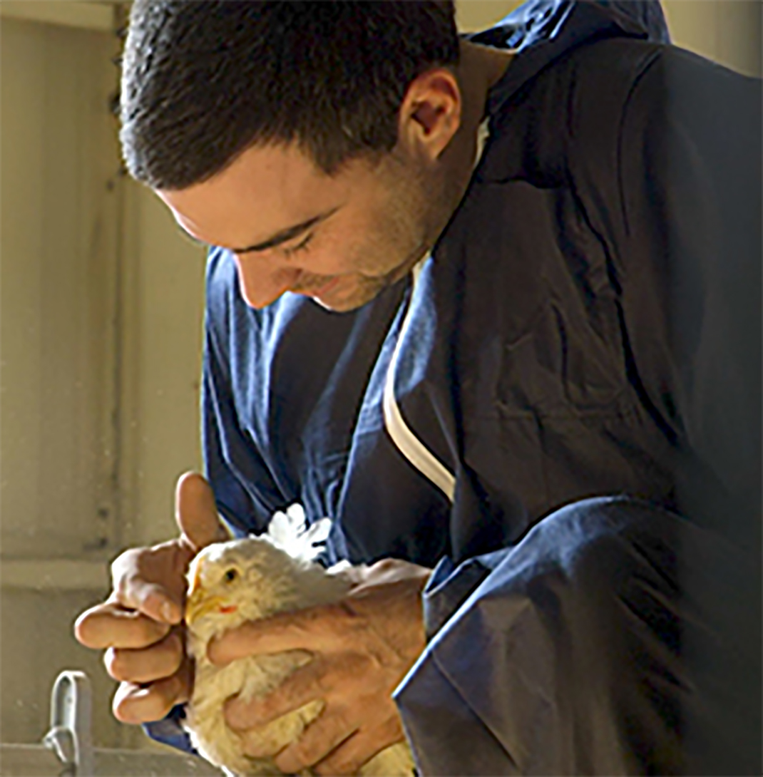 Un éleveur caresse un poulet